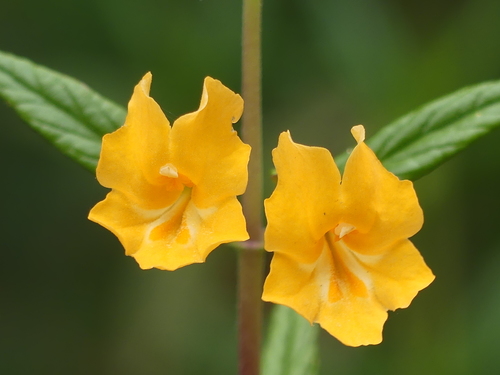 orange bush monkeyflower