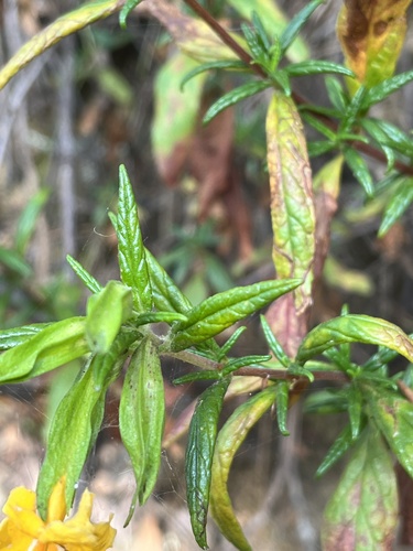 orange bush monkeyflower