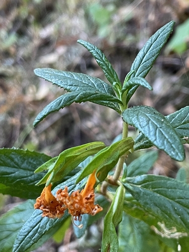 orange bush monkeyflower