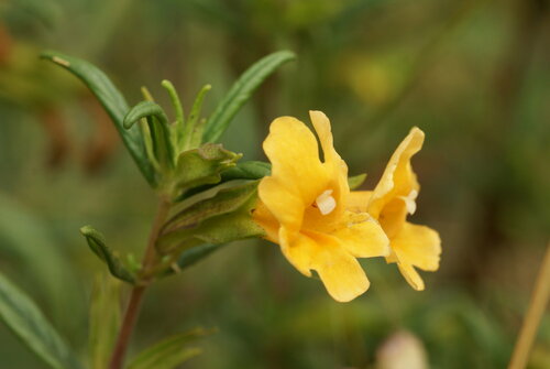 orange bush monkeyflower