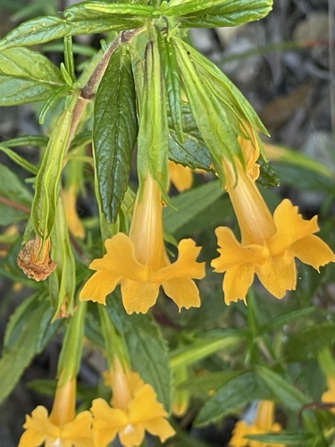 orange bush monkeyflower