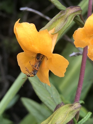 orange bush monkeyflower