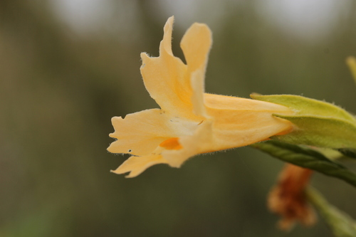 orange bush monkeyflower