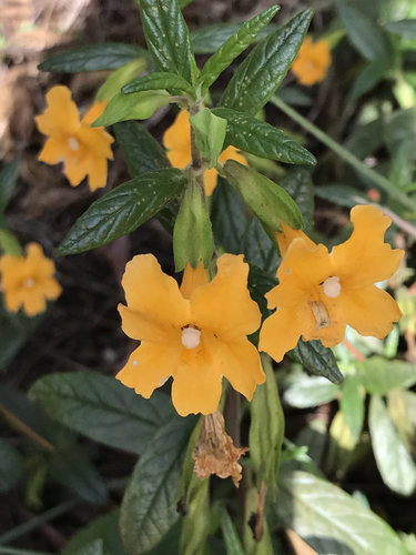 orange bush monkeyflower