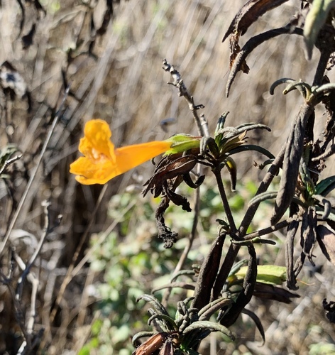 orange bush monkeyflower