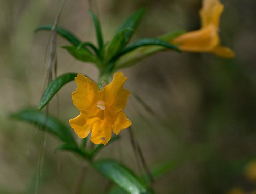 orange bush monkeyflower