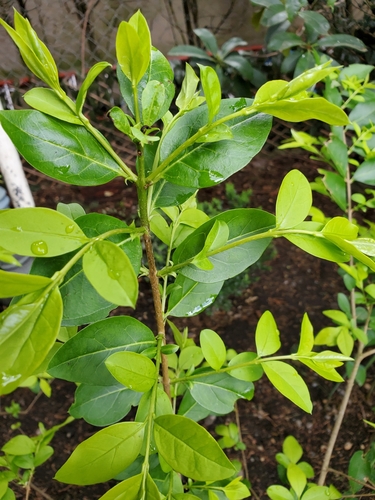 garden privet