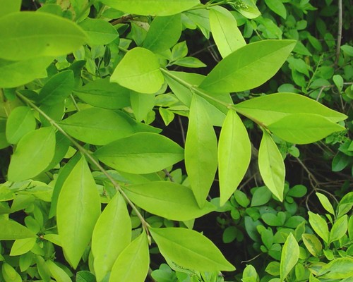 garden privet