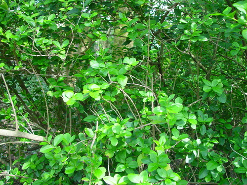 garden privet