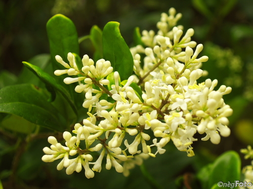 garden privet