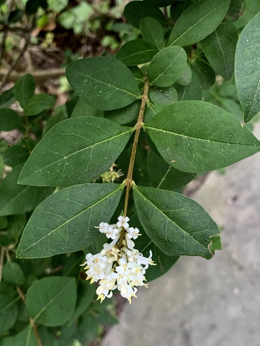 garden privet