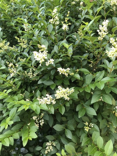 garden privet