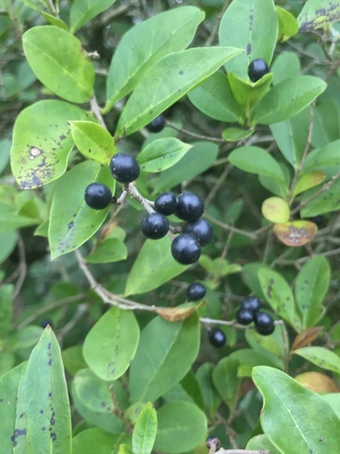 garden privet