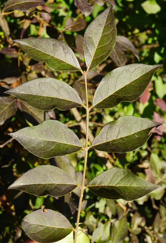 garden privet