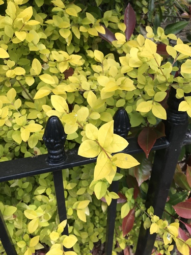 garden privet
