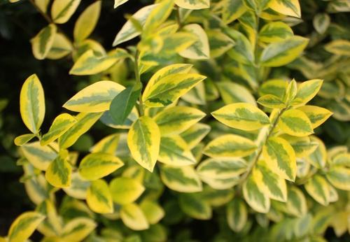 garden privet