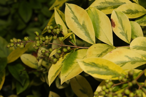 garden privet