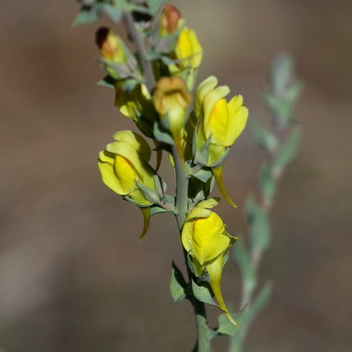 Balkan toadflax