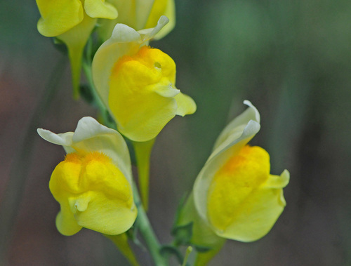Balkan toadflax