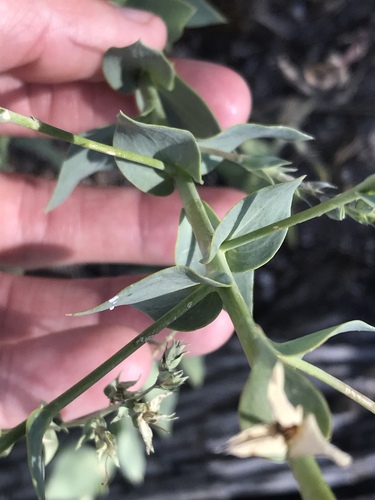 Balkan toadflax
