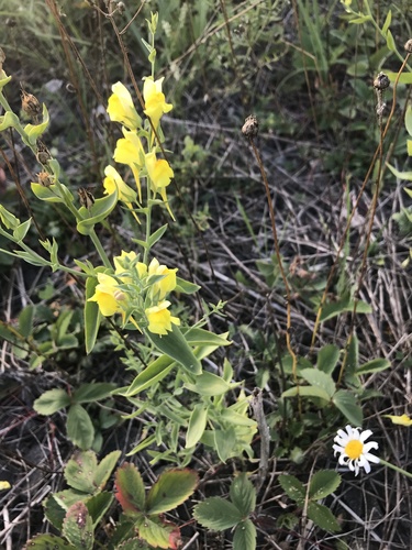 Balkan toadflax