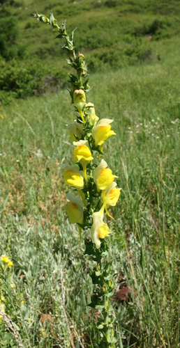 Balkan toadflax