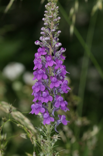 Purple Toadflax
