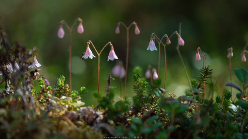 Twinflower