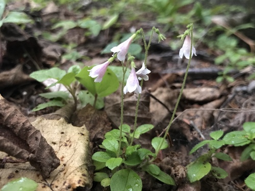 Twinflower