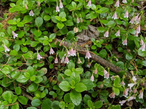 Twinflower