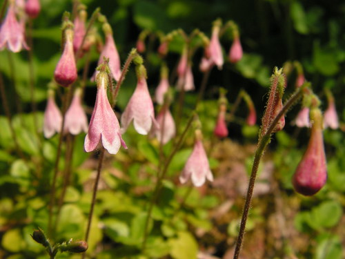 Twinflower