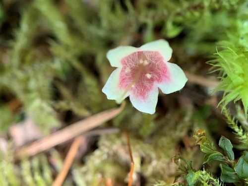 Twinflower