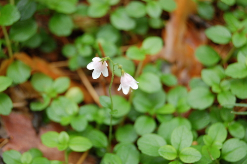 Twinflower