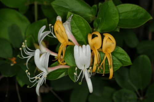Japanese honeysuckle