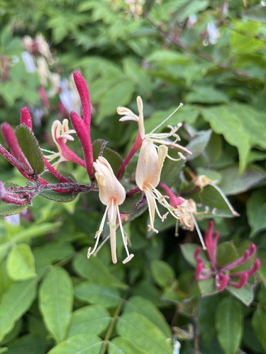 Japanese honeysuckle