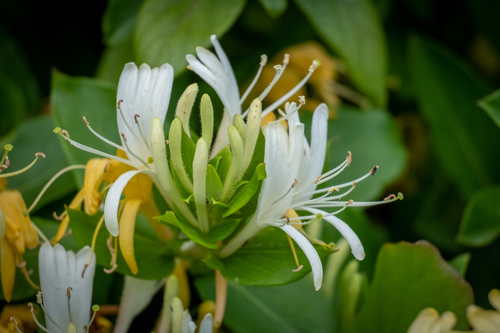 Japanese honeysuckle