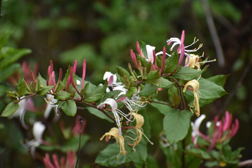 Japanese honeysuckle