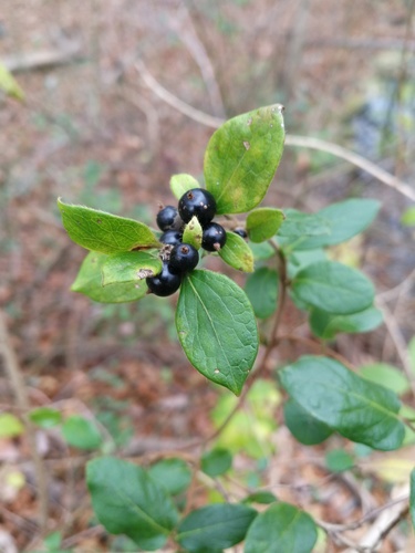 Japanese honeysuckle