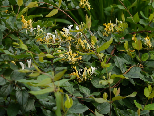 Japanese honeysuckle