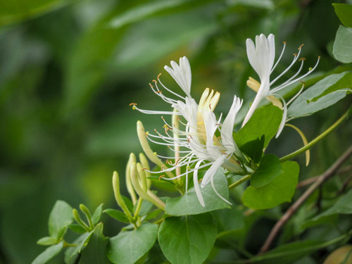 Japanese honeysuckle