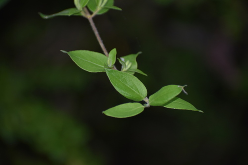 Japanese honeysuckle