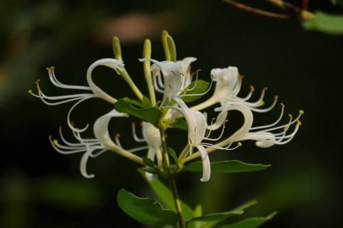Japanese honeysuckle