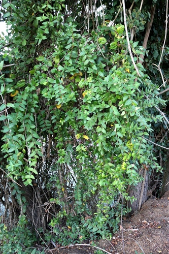 Japanese honeysuckle