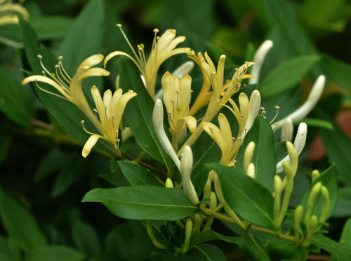 Japanese honeysuckle