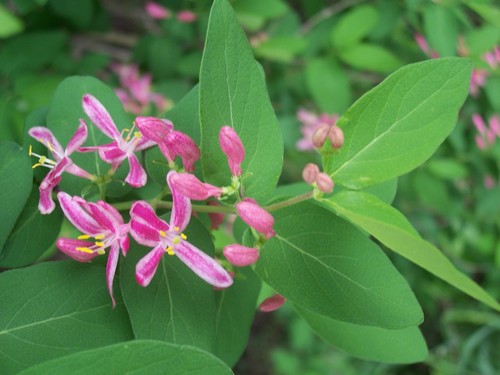 Tatarian honeysuckle