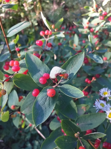 Tatarian honeysuckle