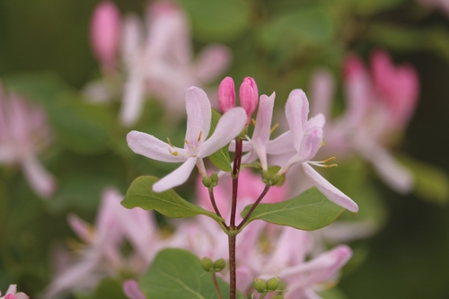Tatarian honeysuckle
