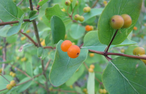 Tatarian honeysuckle