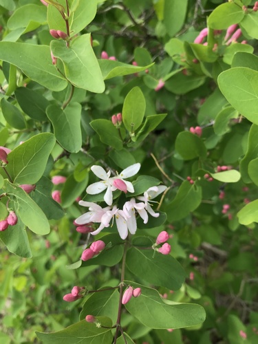 Tatarian honeysuckle