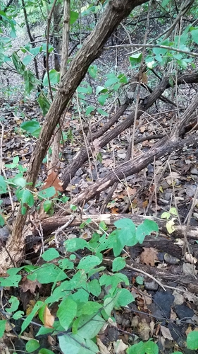 Tatarian honeysuckle